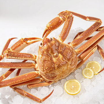 Snow Crab